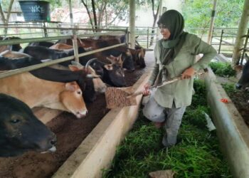 ROSNAH Musa memberi makan lembu ternakannya di Kampung Bukit Damar, Naka, Padang Terap, Kedah.. - UTUSAN/MOHD. RIFAAT ABD. HAMID