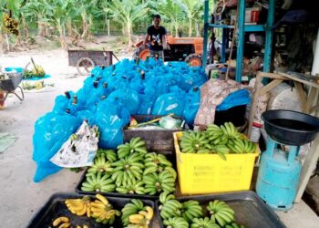 SEBAHAGIAN buah pisang yang tidak dapat dijual di Kampung Belimbing Kiri, Kuala Nerang, Padang Terap, Kedah. - UTUSAN/MOHD. RIFAAT ABD. HAMID