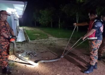 ANGGOTA BSYJM membantu menangkap ular tedung selar yang masuk ke dalam rumah penduduk di Kampung Kalai, Sik.