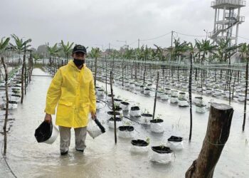 SEORANG petani asnaf menunjukkan polibeg mengandungi anak pokok cili yang rosak ditenggelami air di Desa Alam Shah, Kampung Jenarah, Pasir Puteh, hari ini. - UTUSAN/TOREK SULONG