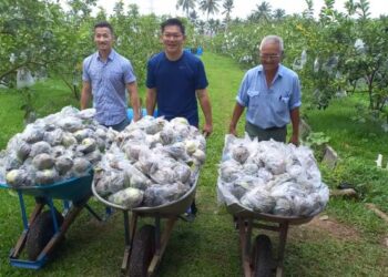 LIM Ban Hong dan Chan Teng Chay (kanan) membawa buah jambu yang dikutip untuk dibersihkan sebelum dipasarkan di Stulang Daeng, Bukit Rambai, Melaka. - UTUSAN/AMRAN MULUP