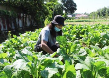 SISTEM GeoTanaman menyediakan langkah intervensi jangka panjang sebagai solusi kepada isu lambakan tanaman. - GAMBAR HIASAN