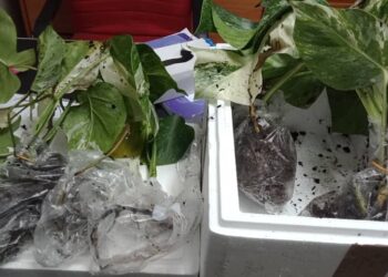 POKOK keladi dari Belanda tanpa permit import yang dirampas Pejabat Pos Besar Ipoh, hari ini. - MAQIS PERAK