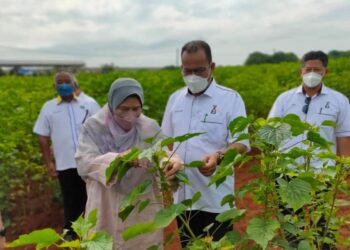 ZURAIDA KAMARUDDIN (dua dari kiri) mengadakan lawatan kerja ke ladang kenaf milik KVG di Chuping Valley Industrial Area (CVIA), Chuping, Padang Besar, Perlis hari ini.- UTUSAN/NAZLINA NADZARI