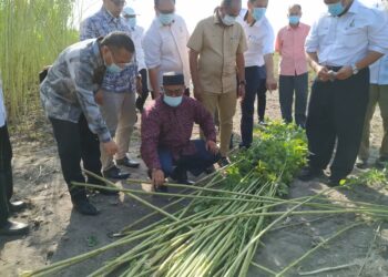 MOHD. Khairuddin Aman Razali memeriksa pokok kenaf yang dituai ketika melawat kebun kenaf di Kampung Merhong, Pekan, Pahang semalam. – UTUSAN/SHAHRULNOOR ISHAK.