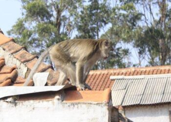 SEEKOR kera bertenggek di atas pagar rumah penduduk dan menunjukkan taringnya apabila disergah di Bandar Damansara Kuantan di Kuantan, Pahang.