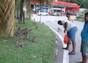 R. Saravanan (kanan) dan R. Murali (dua dari kanan) serta seorang rakan memberi makan kepada kera liar di Restoran Jejantas Ayer Keroh arah ke Utara. UTUSAN/AMRAN MULUP