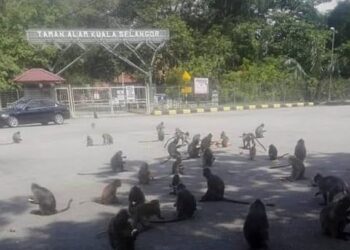 PERHILITAN melarang orang ramai memberi makan kepada kera liar di Taman Alam Kuala Selangor.