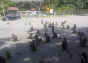 SEKUMPULAN kera liar ‘menikmati’ makanan sumbangan penduduk yang bermurah hati di Taman Alam Kuala Selangor, Selangor. – IHSAN PERHILITAN