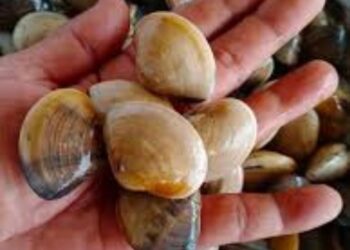 KEPAH antara spesies kerang yang terdapat di Sungai Geting, Tumpat, Kelantan.