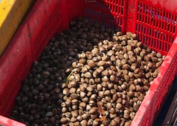 Pemindahan tapak semaian benih kerang dari pantai Kuala Selangor didakwa tidak sesuai untuk habitat itu.