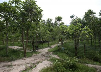 'LADANG' ketum di Kampung Perik, Kuala Nerang, Kedah.