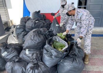 ANGGOTA Maritim Malaysia menunjukkan sebahagian daun ketum yang dirampas di Pulau Tanjung Dendang, Langkawi, Kedah, semalam.