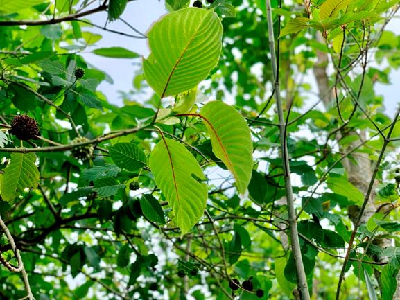 Daun ketum kebaikan Pokok Ketum