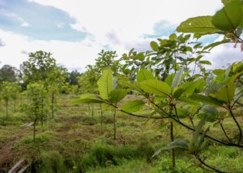 LADANG ketum di sebuah kampung di Padang Terap, Kedah. - UTUSAN/SHAHIR NOORDIN