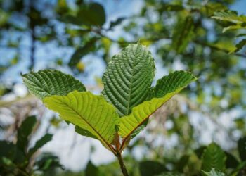 DAUN pokok ketum matang yang dijumpai dalam Op Benteng di sempadan Malaysia-Thailand. – UTUSAN/MUHAMAD IQBAL ROSLI