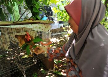 DR. Norhayati Ahmad memberi makan daun ketum ayam pada seekor ayam peliharaannya di Taman Sri Pulai, Skudai, Johor Bahru. -UTUSAN/RAJA JAAFAR ALI