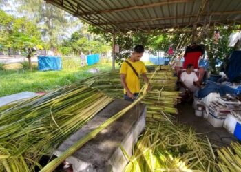 BEBERAPA pekerja sedang gigih mengasingkan daun kelapa muda daripada pelepah bagi memilih daun yang elok untuk dijual kepada pembeli di Limbongan, Melaka. - UTUSAN/AMRAN MULUP