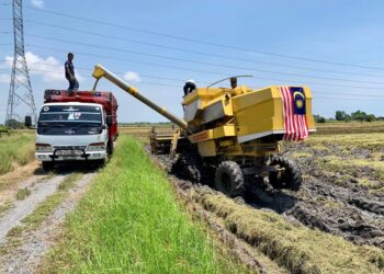 PESAWAH mula menuai hasil padi mereka. - UTUSAN/MOHD. HAFIZ ABD. MUTALIB