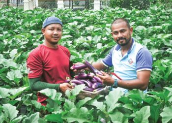 DUA sahabat karib Muhamad Azrul dan Mohd. Fikry menunjukkan terung yang berjaya dituai.