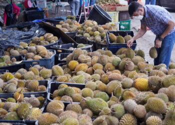Pelbagai cara dilakukan oleh FAMA dalam membantu menangani masalah lambakan buah durian seperti membuka pusat pengumpulan, Pasar Tani dan menjual di platform e-dagang dengan kerjasama Shopee.  - UTUSAN/FAUZI BAHARUDIN