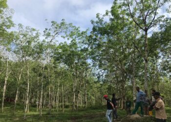 PENOREH merayu kerajaan menaikkan harga getah ketika ditemui Utusan Malaysia di Gua Musang, Kelantan. - UTUSAN/AIMUNI TUAN LAH