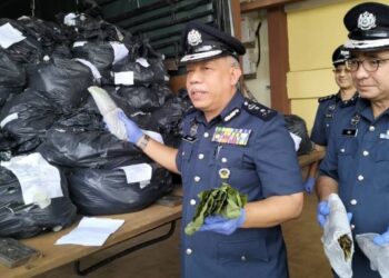 MOHD. Nasir Deraman (kiri) menunjukkan daun ketum dalam plastik hitam yang dirampas di Pejabat Kastam Cawangan Penguatkuasaan Rantau Panjang, Kelantan hari ini. - FOTO/ROHANA ISMAIL