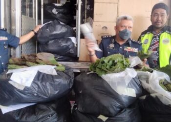 MOHD. Nasir Deraman (dua dari kanan) menunjukkan daun ketum yang dirampas di Batu Melintang, Jeli, Kelantan semalam. - FOTO/ROHANA MOHD.NAWI