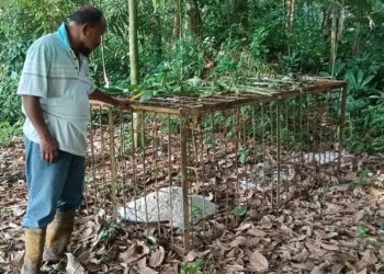 SEORANG penduduk menunjukkan perangkap babi hutan yang dipasang oleh Perhilitan di kawasan dusun buah-buahan di Pasir Tumboh, Kota Bharu, Kelantan, hari ini. - FOTO/ROHANA MOHD. NAWI