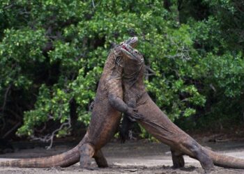 KOMODO di Taman Nasional Komodo, Indonesia, dikenali sebagai cicak terbesar di dunia dan boleh mencecah berat 70 kilogram.-AFP