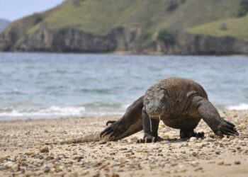 KOMODO di Taman Nasional Komodo dikenali sebagai cicak terbesar di dunia dan boleh mencecah berat 70 kilogram.-AFP