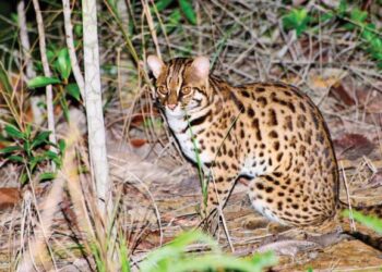 SPESIES kucing hutan yang berjaya dirakam kumpulan penyelidik dalam Hutan Simpan Kekal Bukit Cerakah, Shah Alam. - GAMBAR SACF