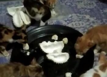 KAWANAN kucing peliharaan keluarga Abdullah Khalib sedang makan isi durian di Kampung Bantal, Hulu Tembeling, Jerantut, Pahang.