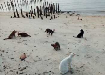 PERSATUAN pencinta haIwan mahu supaya  mana mana individu yang mendera kucing supaya di hadapkan ke mahkamah. -GAMBAR HIASAN
