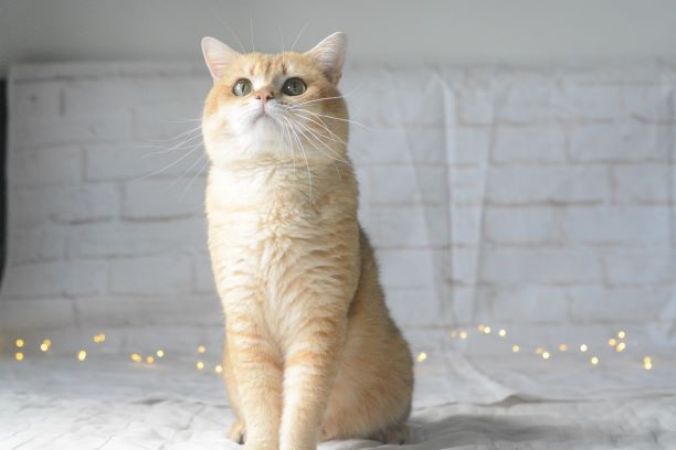 Harga kucing british shorthair golden