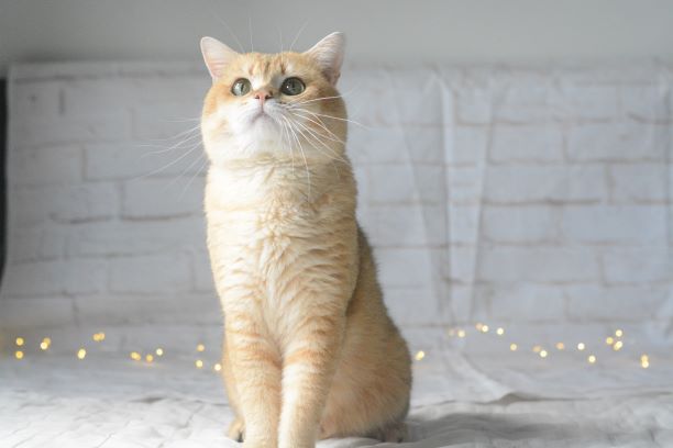 Kucing BSH Golden berharga RM35,000 - Utusan Digital