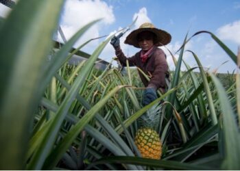 KULIM mahu memperkukuh perniagaan terasnya dalam usaha mencapai matlamat untuk menjadi peneraju bidang agribisnes dalam tempoh lima tahun. – GAMBAR HIASAN