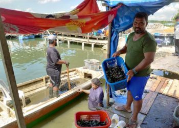 KELAH Lah menunjukkan hasil laut yang sukar dijual menyebabkan pendapatan nelayan terjejas di Kampung Orang Asli Kuala Masai, Pasir Gudang, Johor.