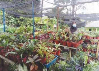 MASRIWATEE Ariffin menunjukkan antara pokok hiasan yang dijualnya bagi menambah pendapatan selepas perniagaan keropok kupang merosot akibat pandemik Covid-19 di Kampung Sungai Melayu, Iskandar Puteri di Johor. -UTUSAN/KHAIRUL MOHD ALI