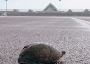 SEEKOR kura-kura yang dikesan cuba menceroboh landasan Lapangan Terbang Sultan Ahmad Shah, Kuantan, Pahang. - GAMBAR IHSAN MAHB