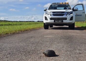 SEEKOR kura-kura yang dikesan cuba menceroboh landasan Lapangan Terbang Limbang, Sarawak. - GAMBAR IHSAN MAHB