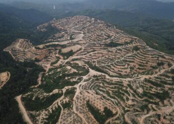 HSK di Kelantan yang dibotakkan untuk tujuan ladang hutan sehingga mengganggu habitat hidupan liar. – Sumber gambar/Meor Razak