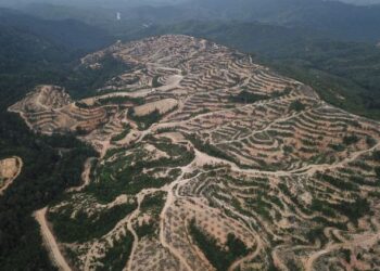 KEADAAN hutan simpan kekal (HSK) di Kelantan yang diterokai sehingga mengganggu habitat hidupan
liar.