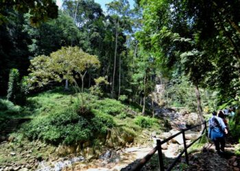 Kerajaan perlu menjadikan lebih empat juta hektar tanah terbiar la­dang hutan sebagai langkah mengatasi masalah hutan-hutan simpan yang semakin mengecil akibat terus diteroka. - GAMBAR HIASAN