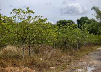 SEBUAH ladang ketum yang terdapat di Padang Terap, Kedah.