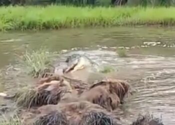 TANGKAP layar buaya dalam parit di ladang kelapa sawit yang menyambar umpan pancing seorang pemancing di Kerian, Parit Buntar, Perak. - FOTO/MEDIA SOSIAL