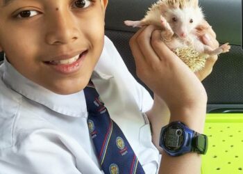 MIRZA bermain dengan landak mini Hedge Hog peliharaannya.