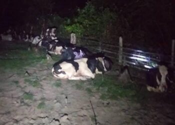 SEBAHAGIAN lembu seludup yang dirampas dalam serbuan di kawasan semak berhampiran Sungai Tok Rusa, Meranti, Kelantan malam tadi. - IHSAN PGA