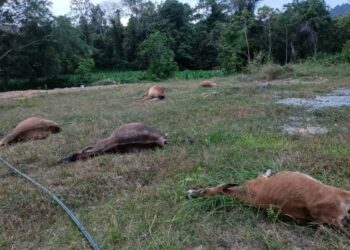SEBAHAGIAN lembu milik Mat Suki Saidin yang mati bergelimpangan selepas disyaki diracun di Kampung Baharu,Panchor, Mukim Derang, Pokok Sena, Kedah,  Ahad lalu.