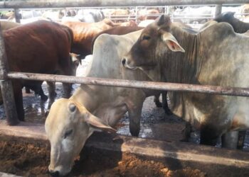 Ibadah korban yang dilaksana perlu mematuhi SOP yang ditetapkan JAIS. - UTUSAN/ABDUL RAZAK IDRIS